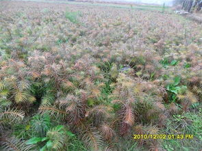 杉树苗的价格之谜