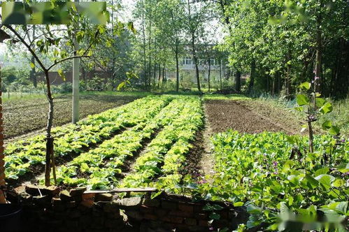 四、 适合暴雨天的植物推荐