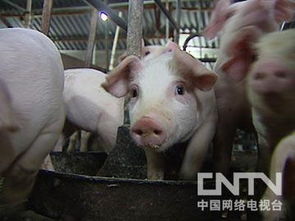 养猪八步走，百天出栏致富快