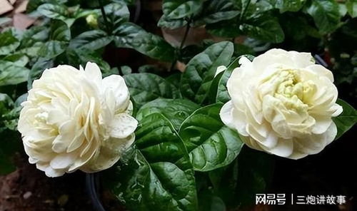 揭秘：茉莉花最佳种植时机，让您的花园绽放芬芳！