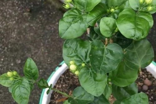 风车茉莉修根技巧，耐修剪花卉推荐
