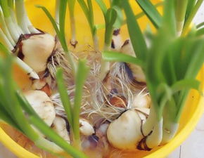 第三步：放蒜头