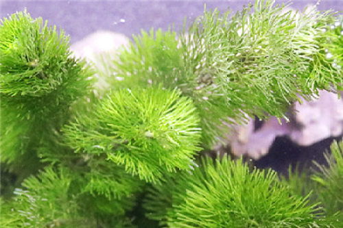 人工湿地中的常用植物