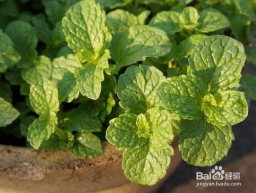 虞美人的催芽秘诀