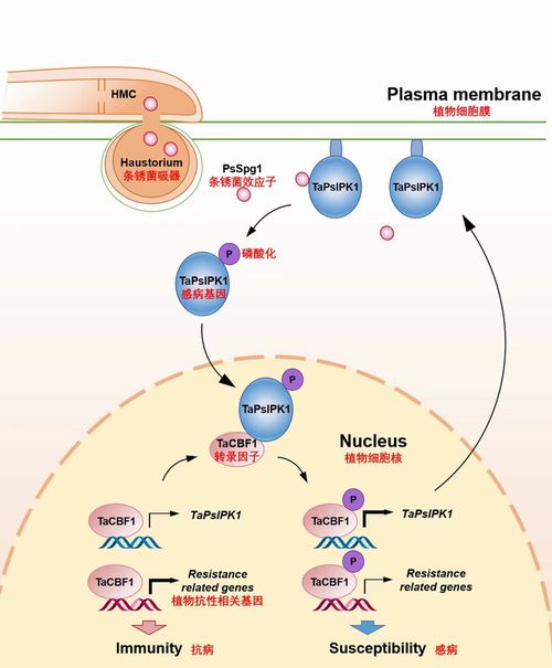 抗病基因的新发现