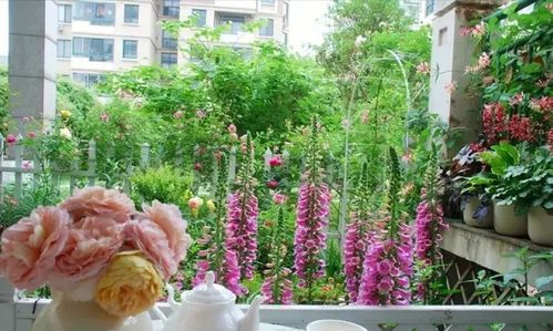 鸢尾花：白鹤的舞蹈