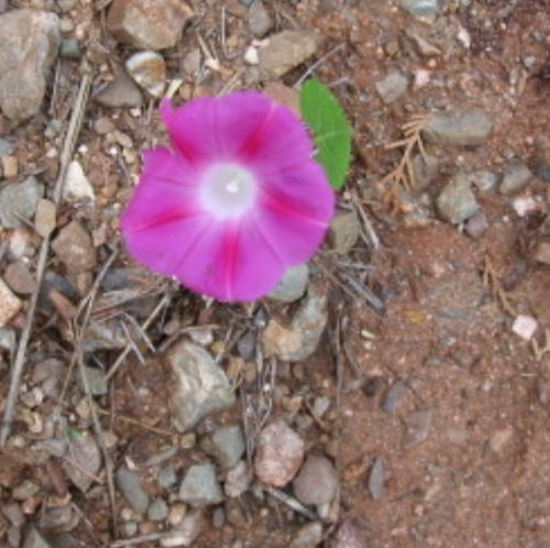 生命的， 躲避天敌的追捕