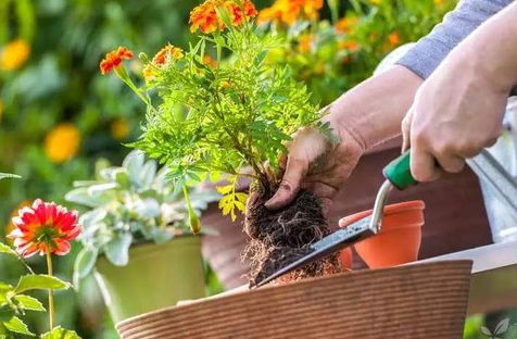 竹子：生命力与坚韧精神的象征