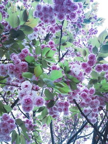 西南九月种植花卉的耐湿品种大盘点