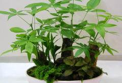 琴丝竹， 优雅的竹子，48小时发货