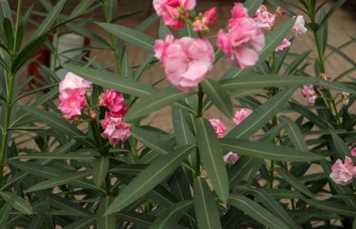 夹竹桃全株有毒， 小心对待