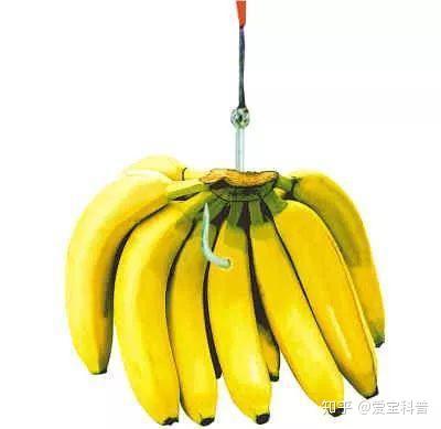 香蕉买回来多久成熟？有哪些催熟方法