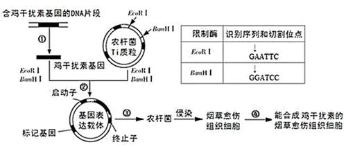 揭秘转基因植物：科技革新背后的原理大揭秘！