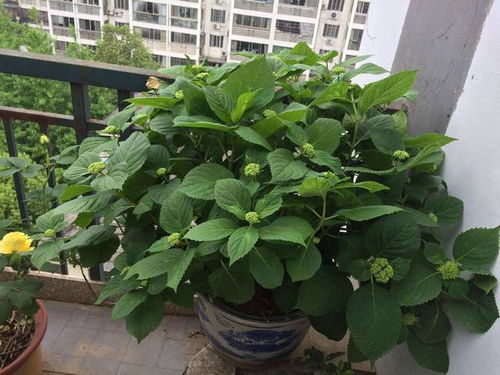 绣球花的开花期在6月份到8月份， 刚好是夏天蕞热的那段时间，此时入手不但便宜，还可依早早适应环境，只等6月开爆花。