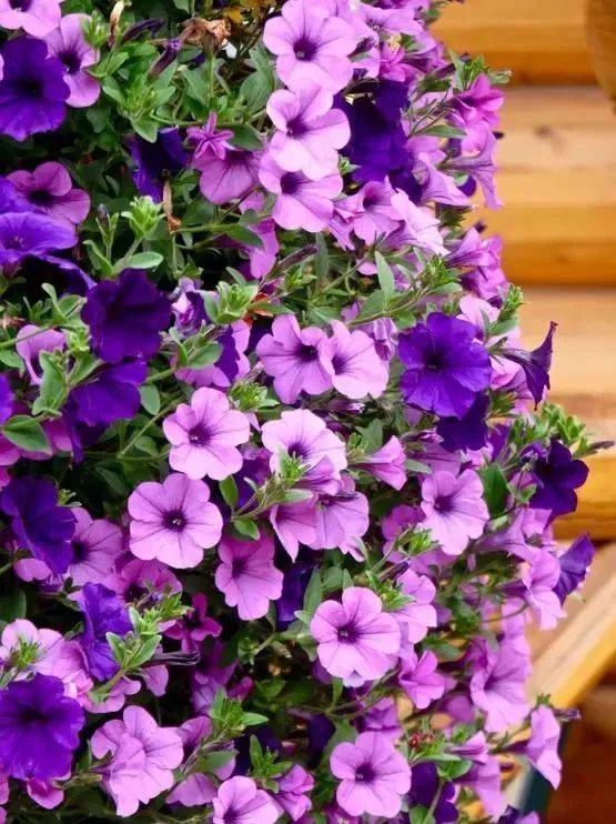 湖南地区适合种植的花卉盘点