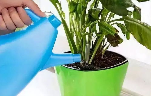 冬季浇花水，如何快速加热