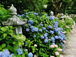 园艺师教你浇水才不浇死花