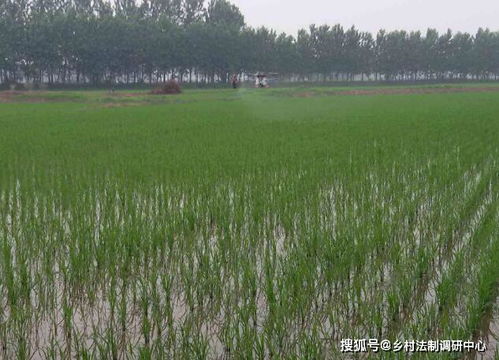 薄膜覆盖的劣势：可Neng会引起病害