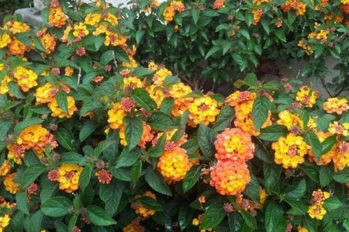 太阳花：夏日花园的冠军选手