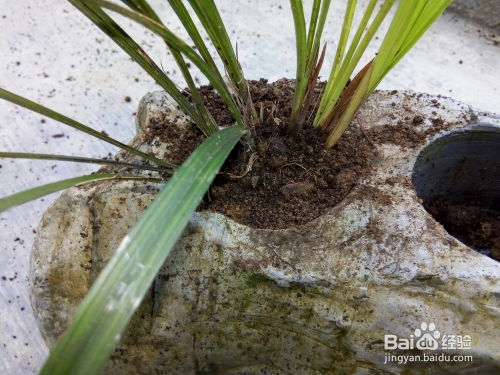 如何种植兰花？