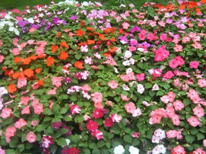 非洲凤仙花栽培管理技术，关注病虫害防治与土壤管理