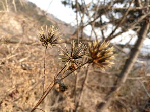 农村家庭小院， 爬藤木香花是美景