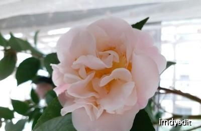 蓝色阴雨月季的花期揭秘