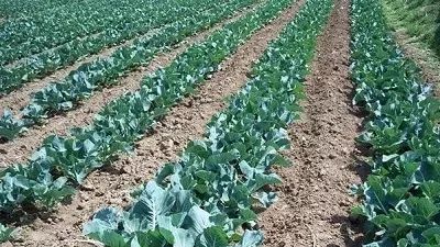 在高温炎热气候下有哪些蔬菜种植技巧可以应对高温天气