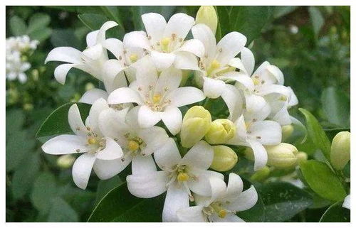 曼陀罗花有毒吗？家里有小孩和宠物