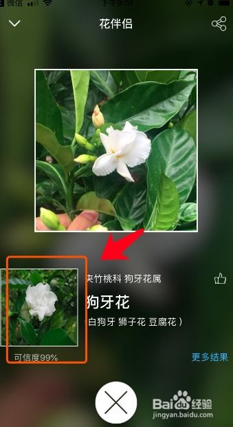 图片查植物名称，如何快速识别植物种类