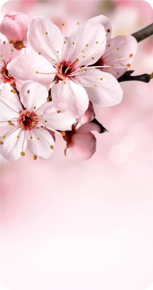 樱花粉色、白色哪种更美？