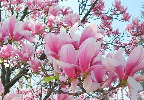 双：玉兰花语藏深情