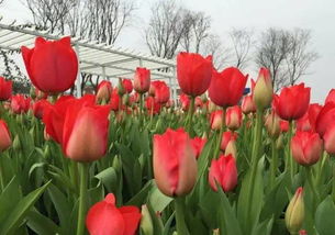 九月的天 种花的天气