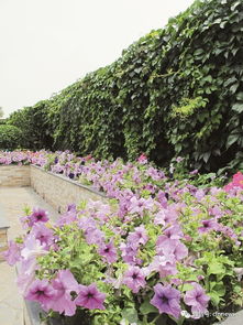 适合屋顶种植的草本花卉