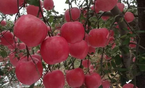 苹果摘袋后不着色，是果农面临的一大难题