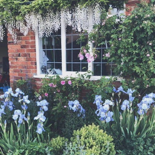 夏日围墙花之——紫茉莉