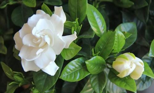 栀子花的品种与花期