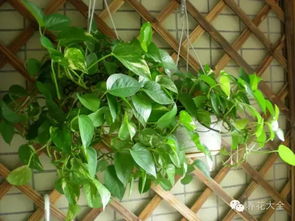 绿萝：生命力顽强的水培植物