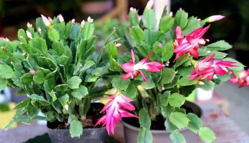 修剪,这可是门大学问