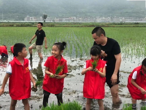 插秧是春季重要的水稻种植活动