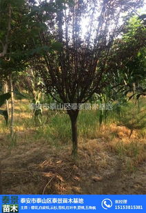 红叶李小树苗的价格大变动！