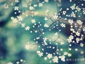 忌忽视满天星日常照料