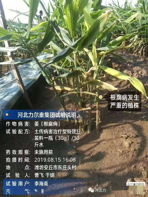 植物农药除虫剂：对抗害虫的秘密武器