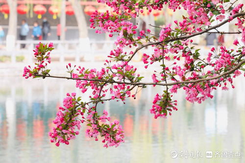 西府海棠花语：爱情与美丽