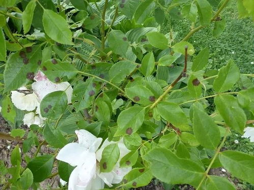 夏日月季守则：对抗黑斑病与红蜘蛛的秘籍