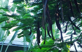 热带植物在重庆夏天的生存指南