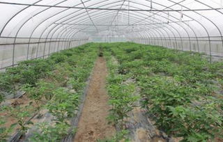 多样化种植， 增收不止一步