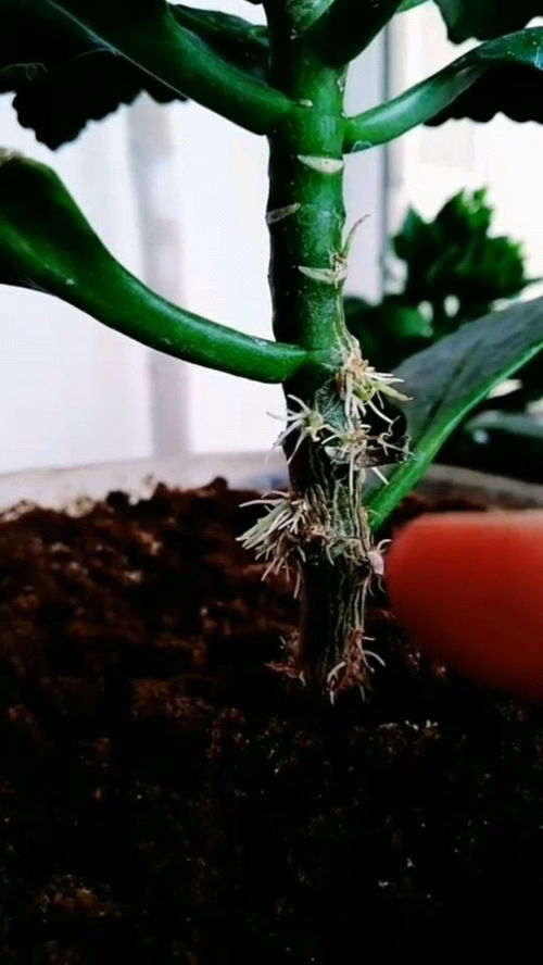 如何解决碧桃的大长腿和气根问题