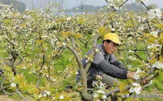 果树花期能喷吗？