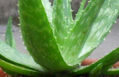 第二步：浇水有讲究